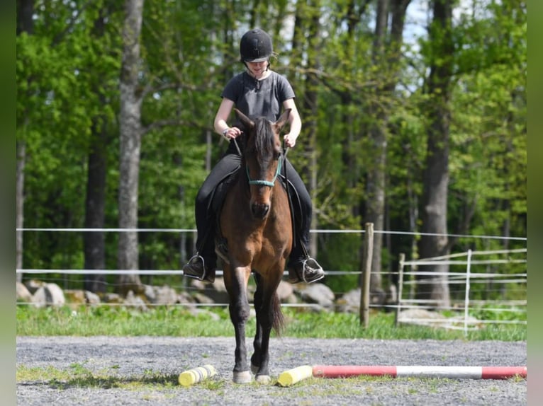 Andalusier Stute 15 Jahre 154 cm Brauner in Hassleholm