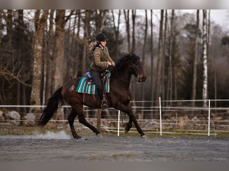Andalusier Stute 15 Jahre 154 cm Brauner in Hassleholm