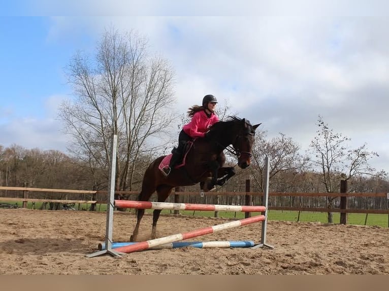 Andalusier Stute 15 Jahre 154 cm Brauner in Hassleholm