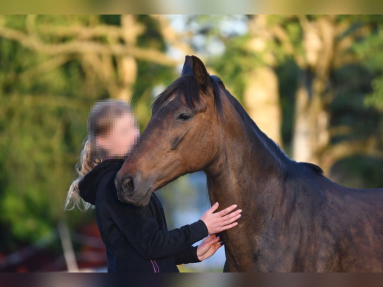 Andalusier Stute 15 Jahre 154 cm Brauner in Hassleholm