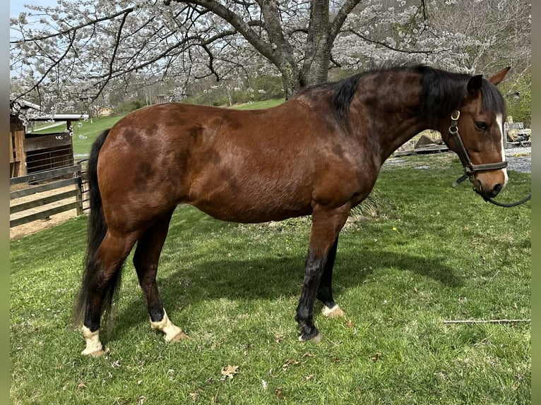 Andalusier Stute 15 Jahre 155 cm Rotbrauner in Newport