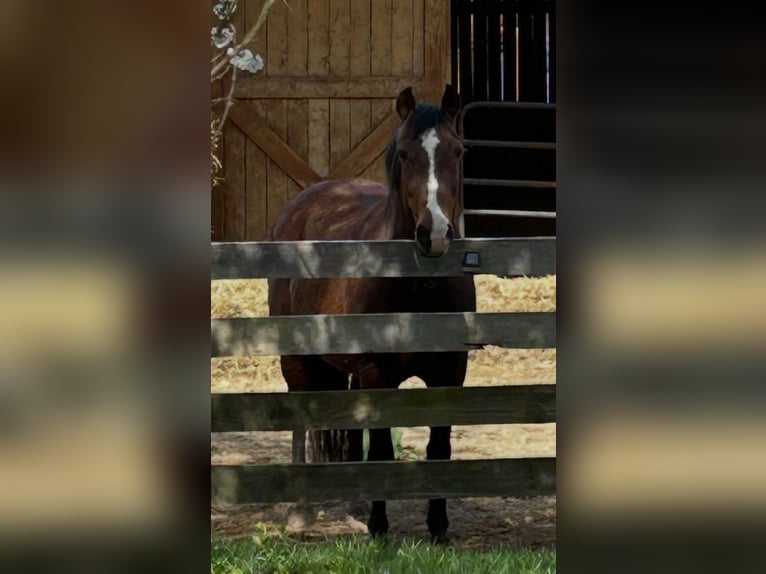 Andalusier Stute 15 Jahre 155 cm Rotbrauner in Newport