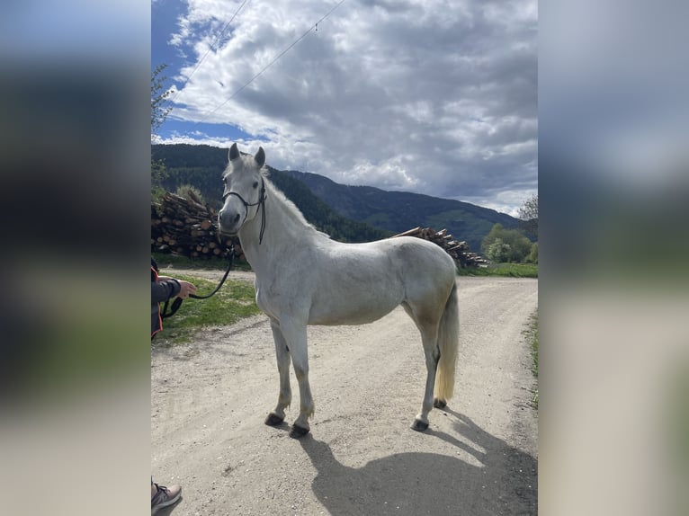 Andalusier Mix Stute 15 Jahre 155 cm Schimmel in St. Lorenzen