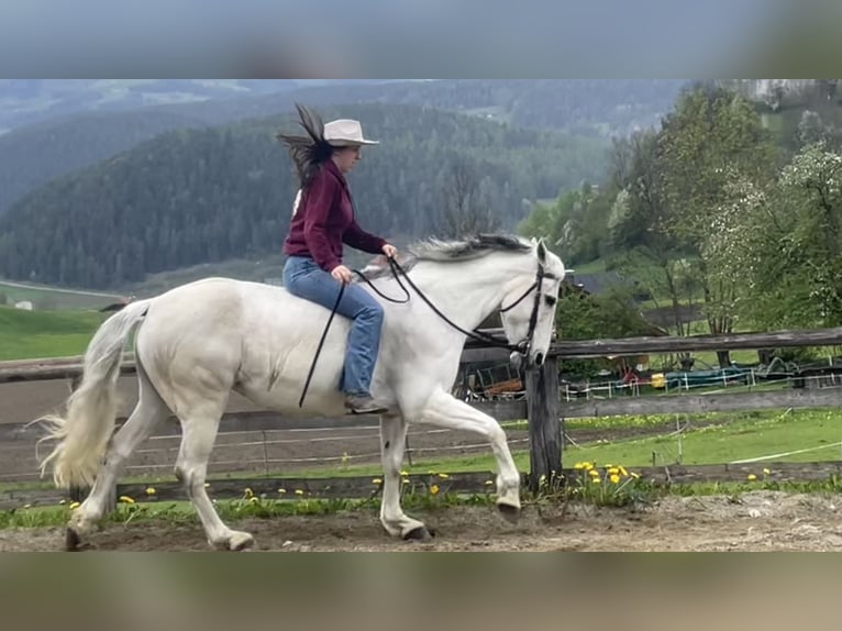 Andalusier Mix Stute 15 Jahre 155 cm Schimmel in St. Lorenzen
