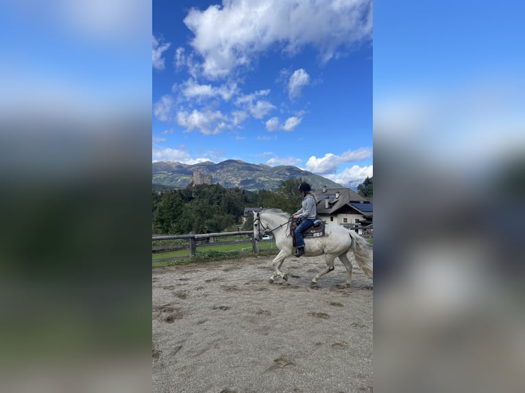 Andalusier Mix Stute 15 Jahre 155 cm Schimmel in St. Lorenzen