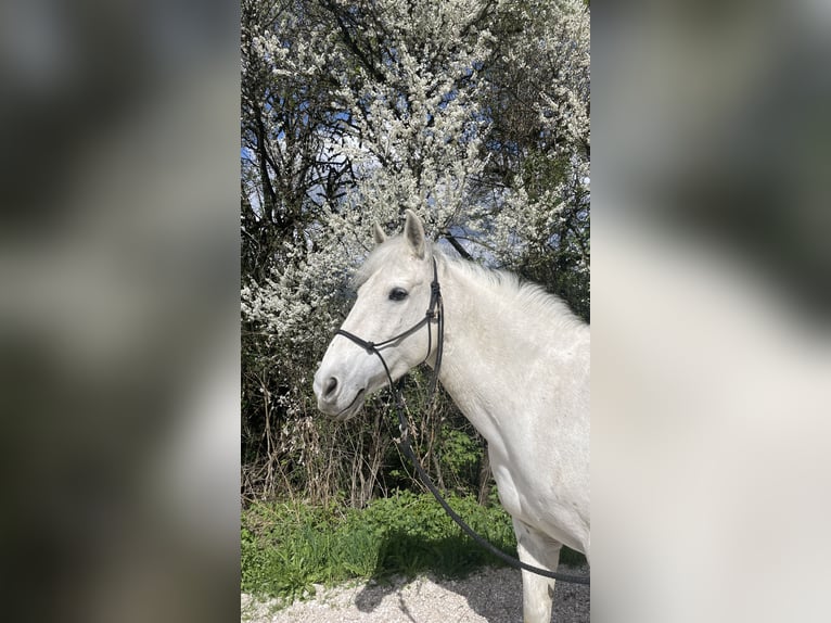 Andalusier Mix Stute 15 Jahre 155 cm Schimmel in St. Lorenzen