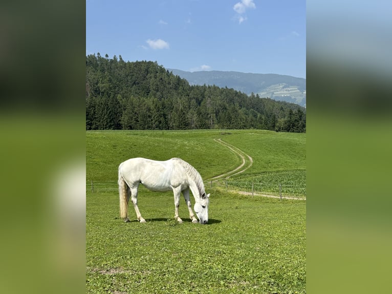 Andalusier Mix Stute 15 Jahre 155 cm Schimmel in St. Lorenzen