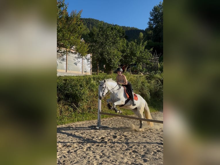 Andalusier Mix Stute 15 Jahre 155 cm Schimmel in St. Lorenzen