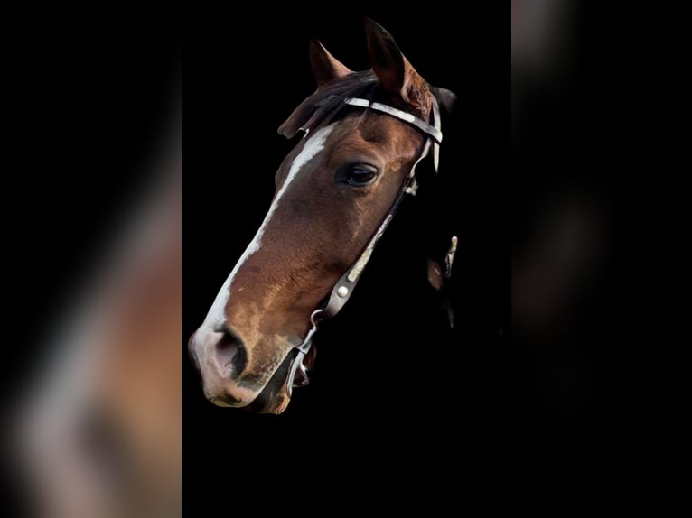 Andalusier Stute 15 Jahre 157 cm Rotbrauner in Newport