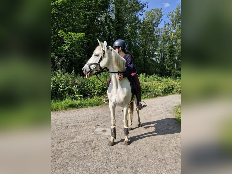 Andalusier Mix Stute 15 Jahre 157 cm Schimmel in Heusden-Zolder