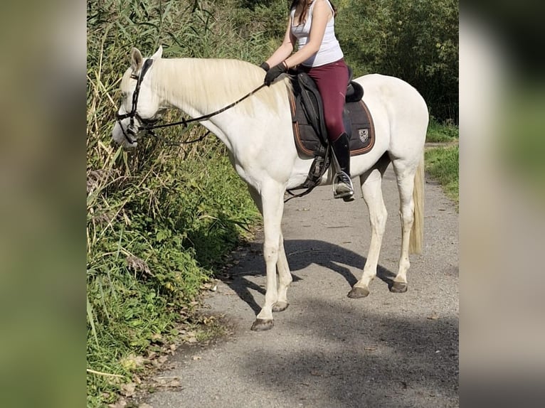 Andalusier Mix Stute 15 Jahre 157 cm Schimmel in Heusden-Zolder