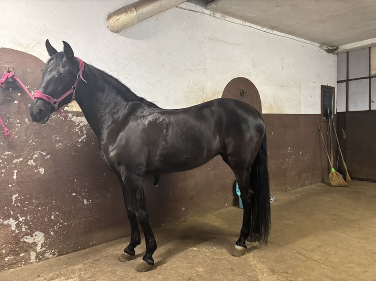 Andalusier Stute 15 Jahre 162 cm Rappe in Tavernola