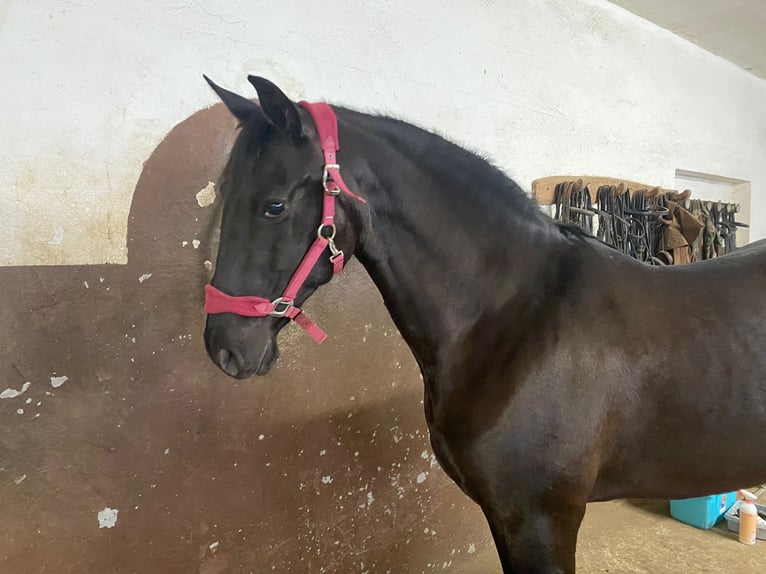 Andalusier Stute 15 Jahre 162 cm Rappe in Tavernola