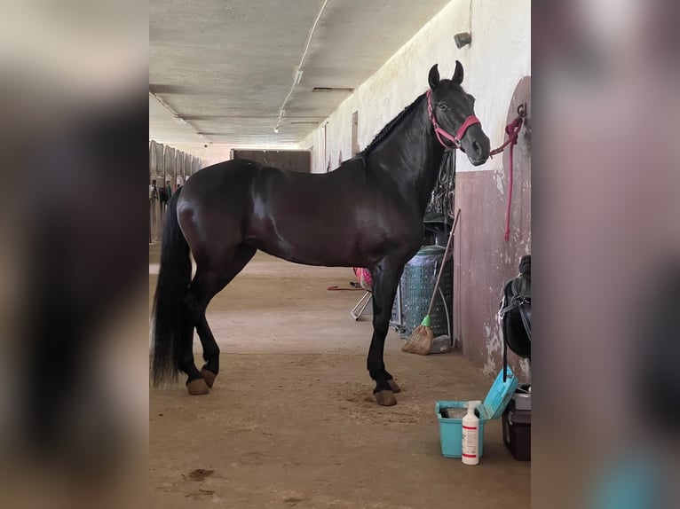 Andalusier Stute 15 Jahre 162 cm Rappe in Tavernola