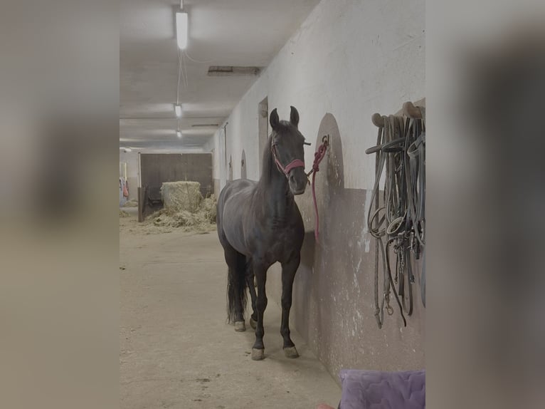 Andalusier Stute 15 Jahre 162 cm Rappe in Tavernola