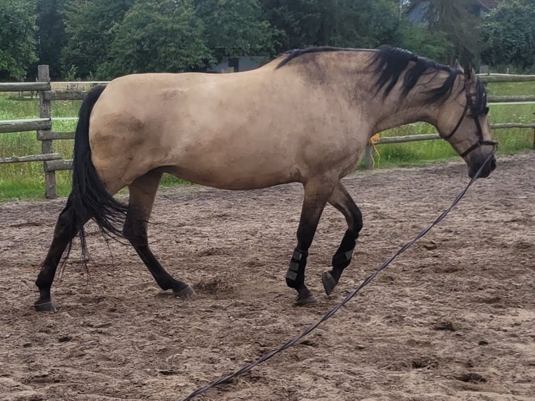 Andalusier Mix Stute 15 Jahre 164 cm Falbe in Schwarmstedt