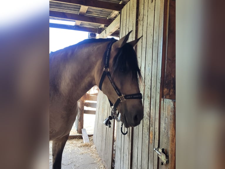 Andalusier Mix Stute 15 Jahre 164 cm Falbe in Schwarmstedt