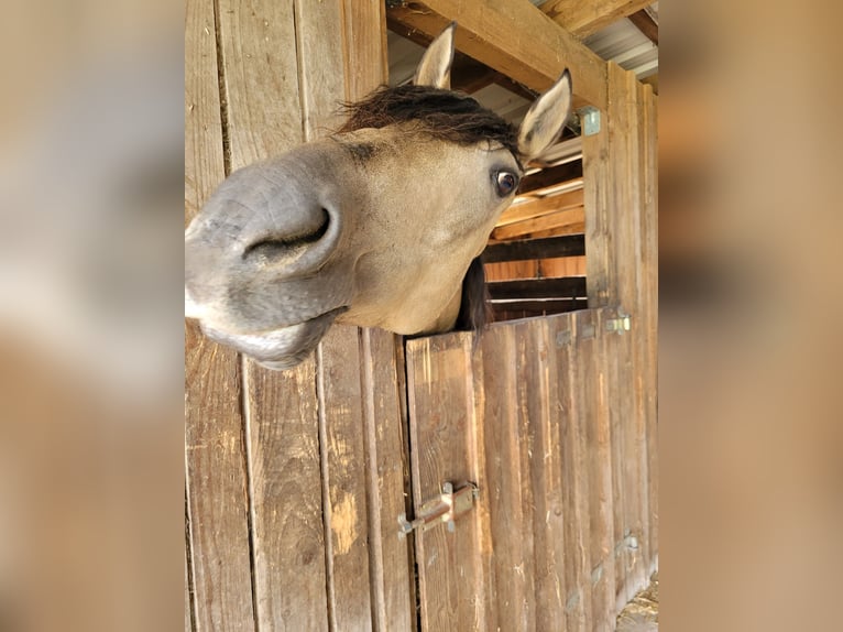 Andalusier Mix Stute 15 Jahre 164 cm Falbe in Schwarmstedt