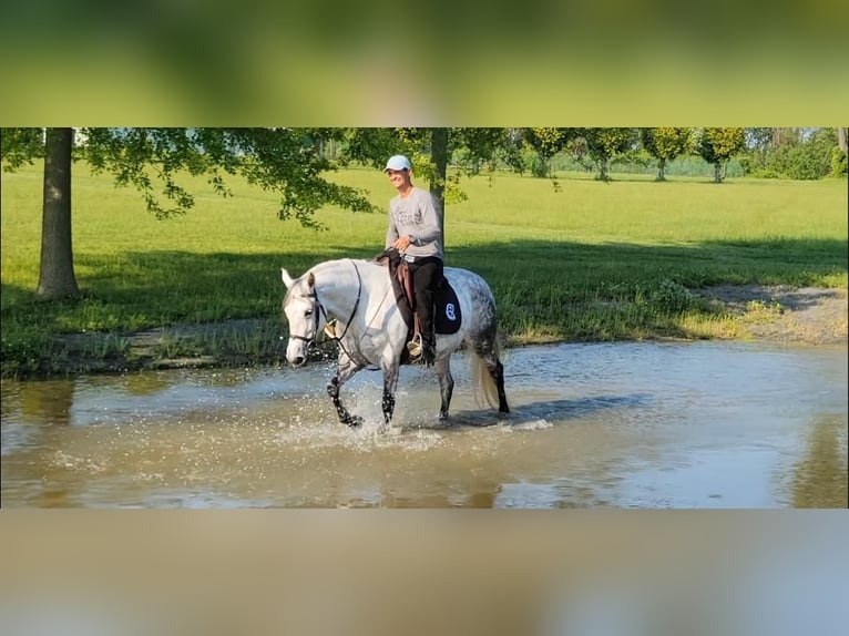 Andalusier Stute 15 Jahre Schimmel in Monroe Township NJ