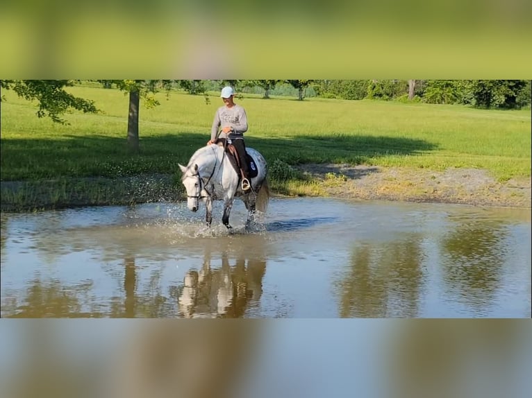 Andalusier Stute 15 Jahre Schimmel in Monroe Township NJ