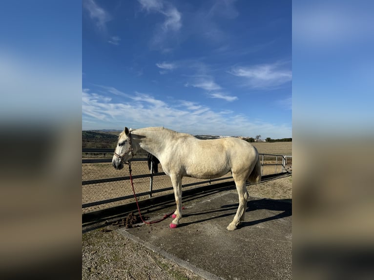 Andalusier Stute 16 Jahre 165 cm Blauschimmel in Ellerhoop