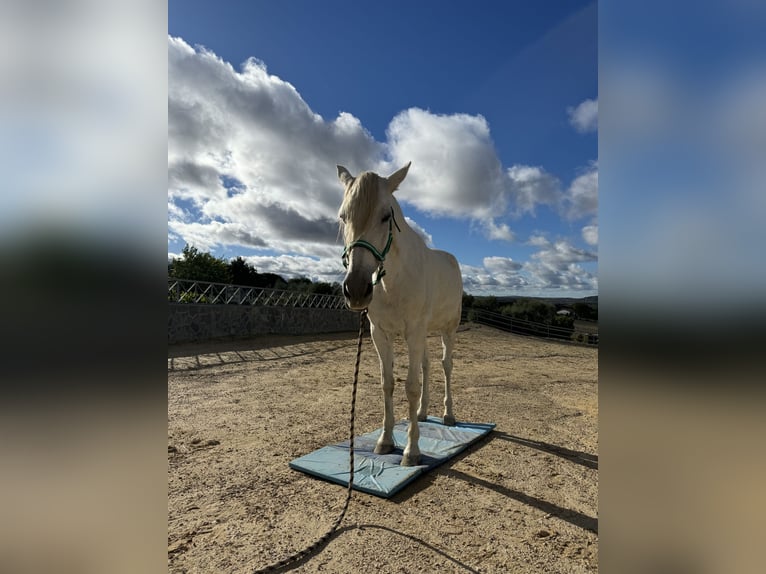 Andalusier Stute 16 Jahre 165 cm Blauschimmel in Ellerhoop