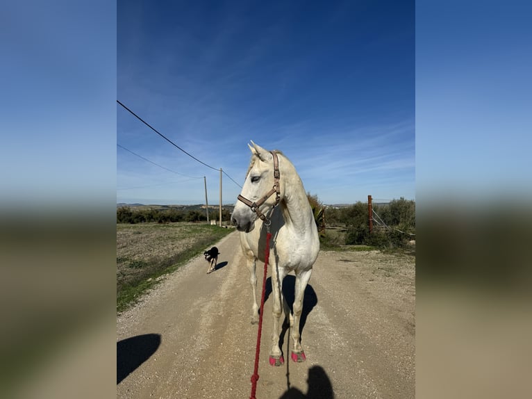 Andalusier Stute 16 Jahre 165 cm Blauschimmel in Ellerhoop