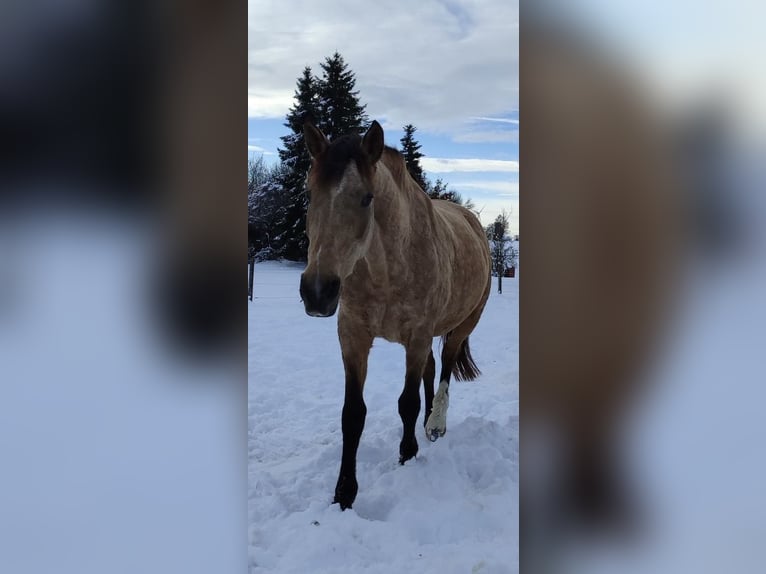 Andalusier Stute 16 Jahre 165 cm Buckskin in Langerringen