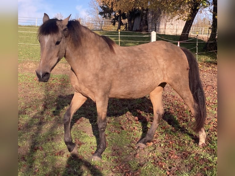 Andalusier Stute 16 Jahre 165 cm Buckskin in Langerringen