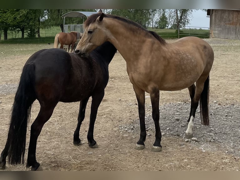 Andalusier Stute 16 Jahre 165 cm Buckskin in Langerringen