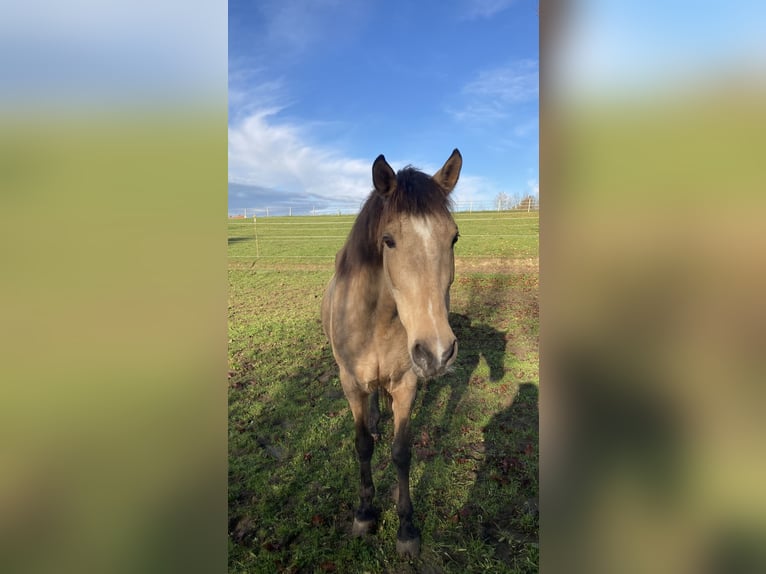 Andalusier Stute 16 Jahre 165 cm Buckskin in Langerringen