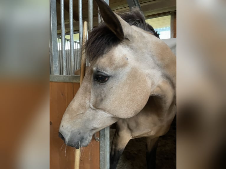 Andalusier Stute 16 Jahre 165 cm Buckskin in Langerringen