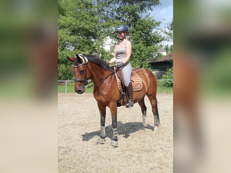 Andalusier Mix Stute 18 Jahre 153 cm Brauner in Elztal