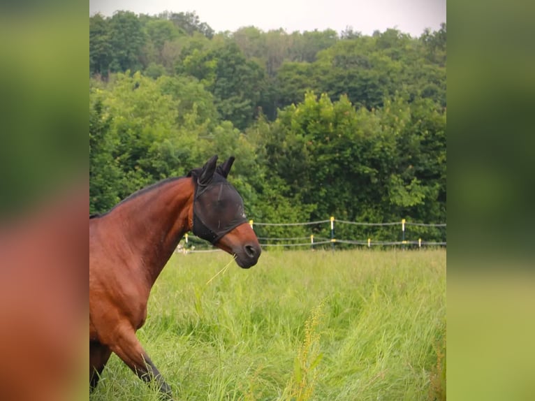 Andalusier Mix Stute 18 Jahre 153 cm Brauner in Elztal