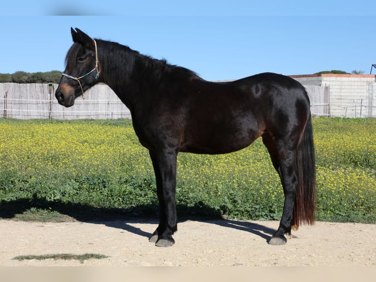 Andalusier Stute 18 Jahre 157 cm Schwarzbrauner in Barbate (San Ambrosio)