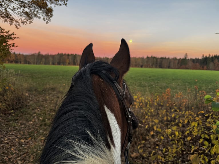 Andalusier Mix Stute 19 Jahre 154 cm Schecke in Starnberg