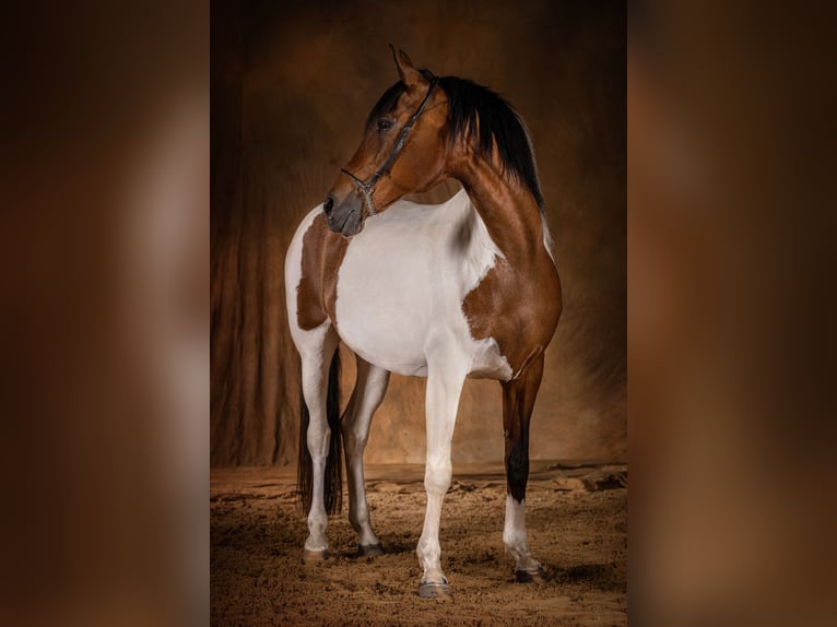 Andalusier Mix Stute 19 Jahre 154 cm Schecke in Starnberg