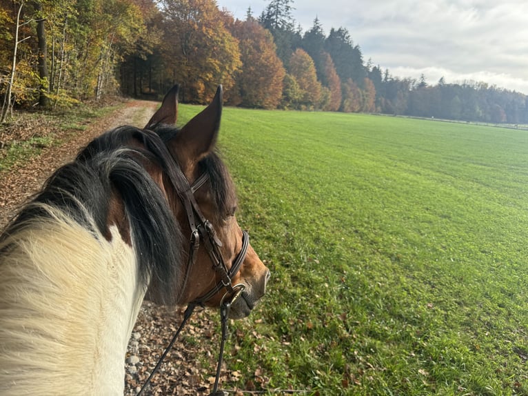 Andalusier Mix Stute 19 Jahre 154 cm Schecke in Starnberg/Schorn