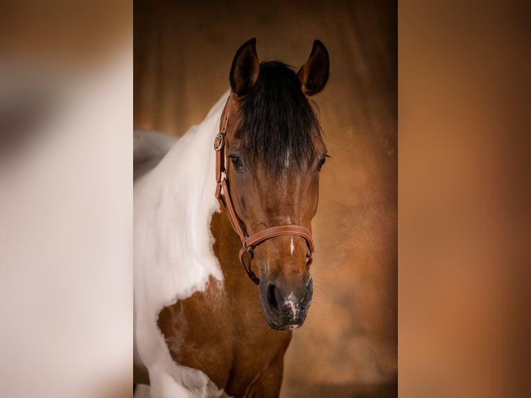 Andalusier Mix Stute 19 Jahre 154 cm Schecke in Starnberg/Schorn