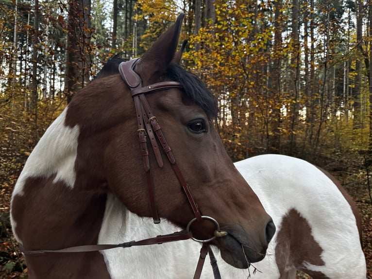 Andalusier Mix Stute 19 Jahre 154 cm Schecke in Starnberg/Schorn
