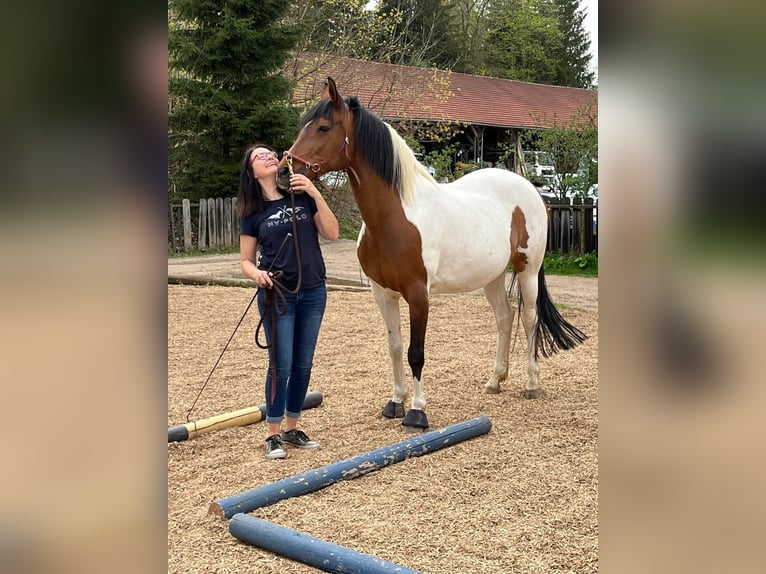 Andalusier Mix Stute 19 Jahre 154 cm Schecke in Starnberg/Schorn