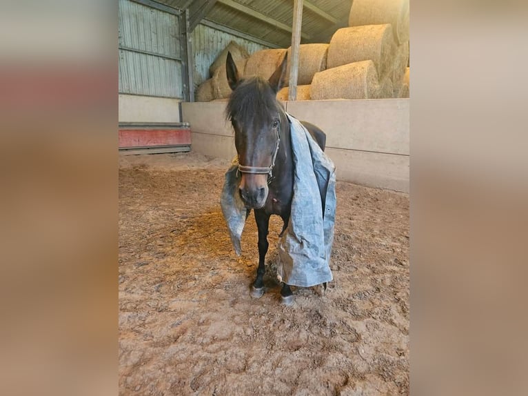 Andalusier Stute 19 Jahre 161 cm in K&#xF6;nigswinter