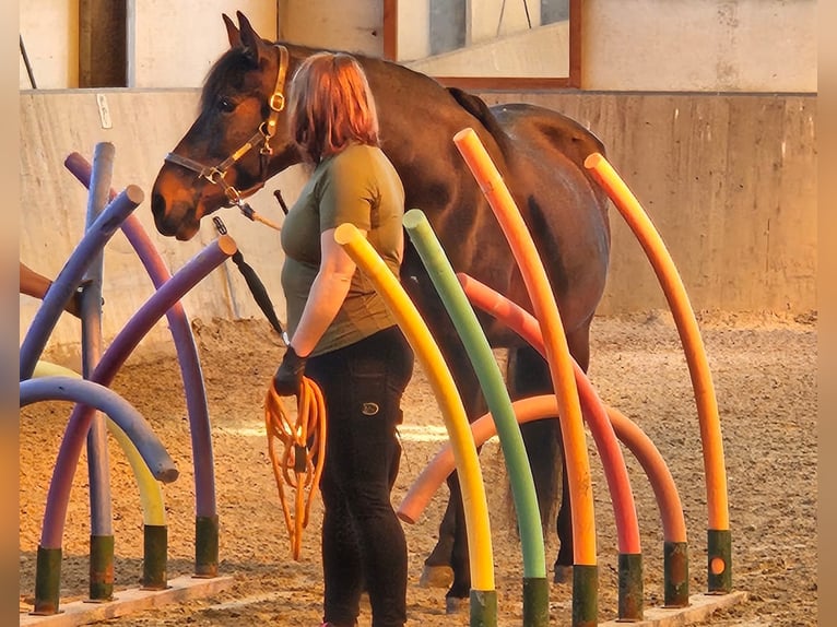 Andalusier Stute 19 Jahre 161 cm in K&#xF6;nigswinter