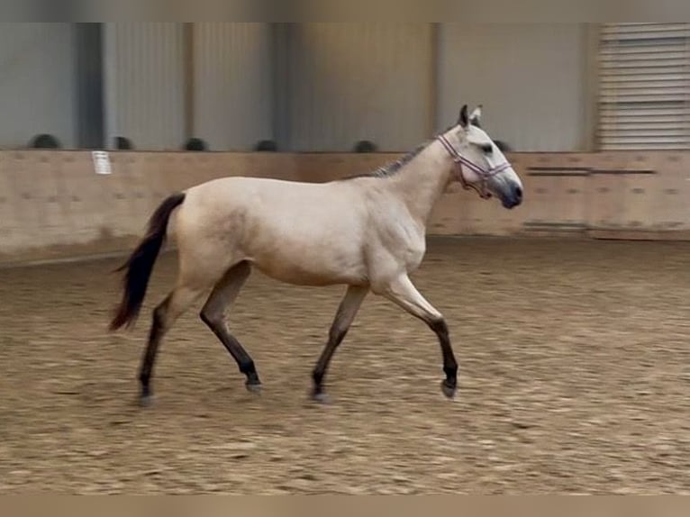 Andalusier Stute 1 Jahr 133 cm Falbe in Neustadt (Wied)