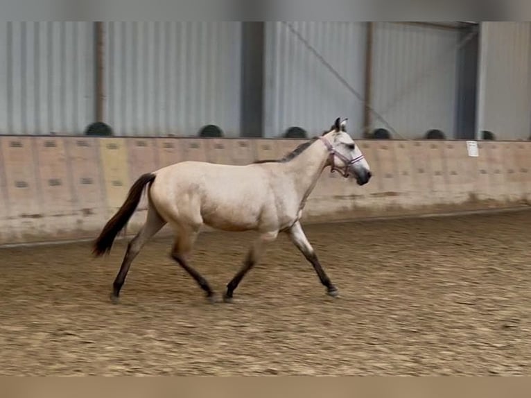 Andalusier Stute 1 Jahr 133 cm Falbe in Neustadt (Wied)