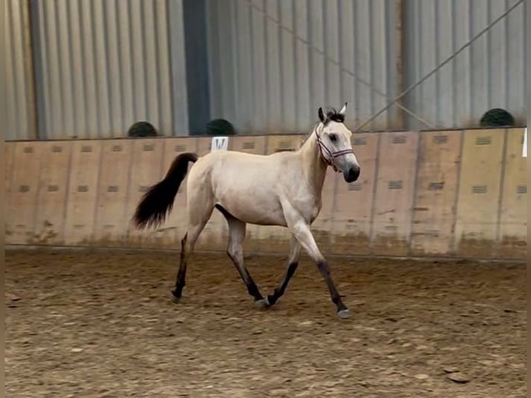 Andalusier Stute 1 Jahr 133 cm Falbe in Neustadt (Wied)