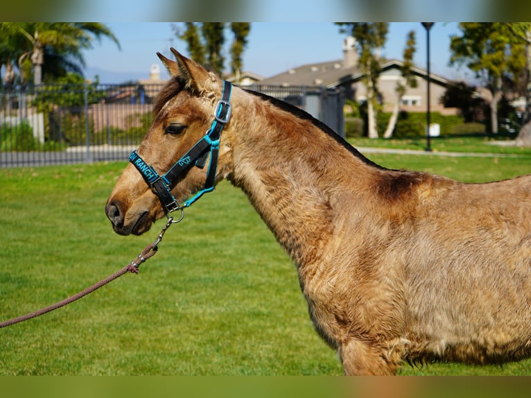 Andalusier Stute 1 Jahr 142 cm Buckskin in Corona, CA