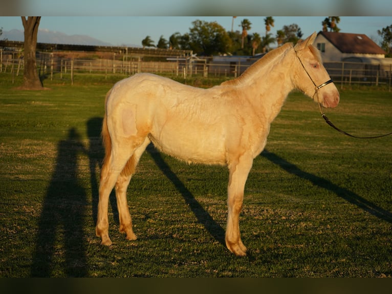 Andalusier Stute 1 Jahr 142 cm Pearl in Corona, CA