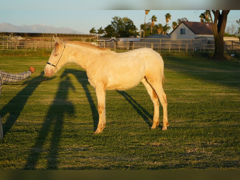 Andalusier Stute 1 Jahr 142 cm Perlino in Corona, CA