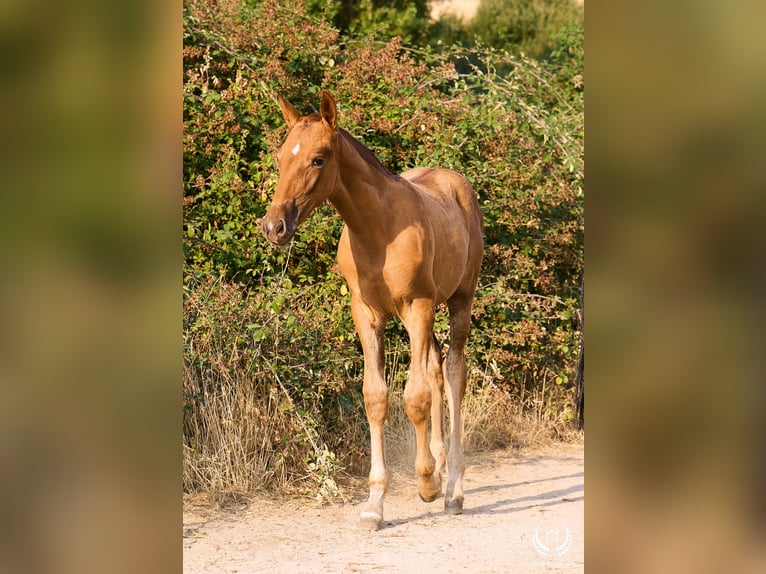 Andalusier Stute 1 Jahr 145 cm Fuchs in Navalperal de Pinares (Ávila)